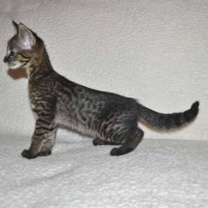 f2-savannah-kittens-nadif2nl