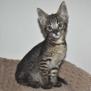 f2-savannah-kittens-nadif2nm