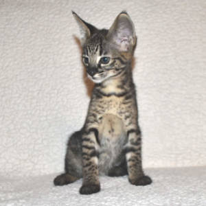 f2-savannah-kittens-nadif2nn