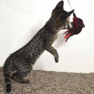 f2-savannah-kittens-nadif2no