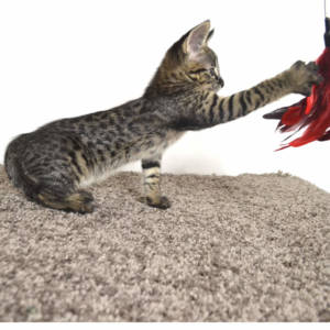 f2-savannah-kittens-nadif2nq