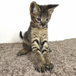 f2-savannah-kittens-nadif2nr