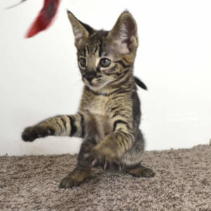 f2-savannah-kittens-nadif2ns
