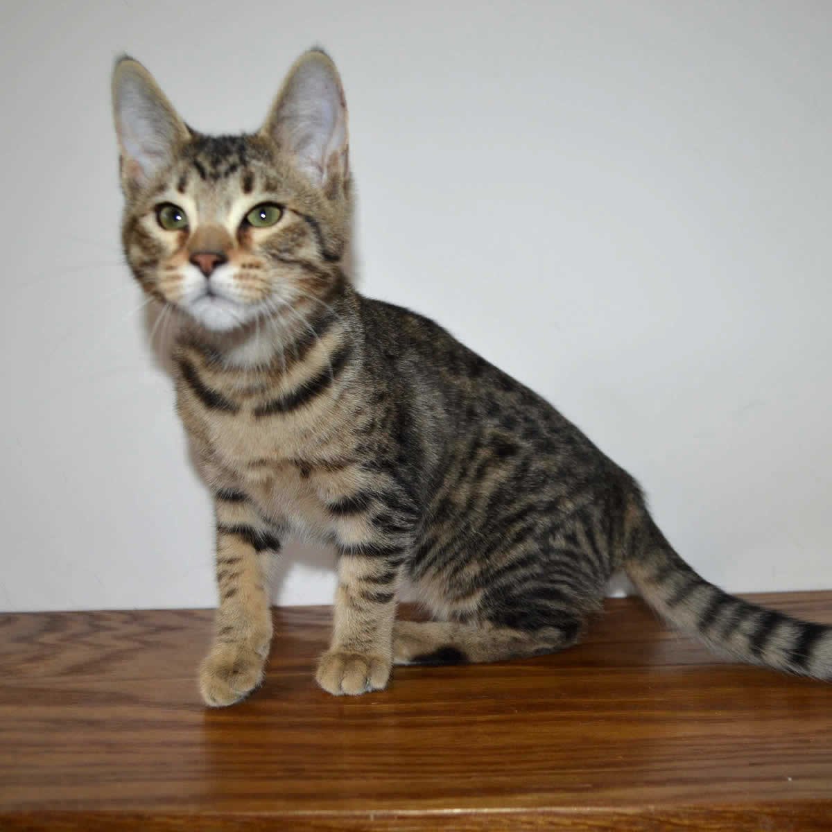 F5 Savannah Kittens Available Savannah Kittens for Sale Generation F5