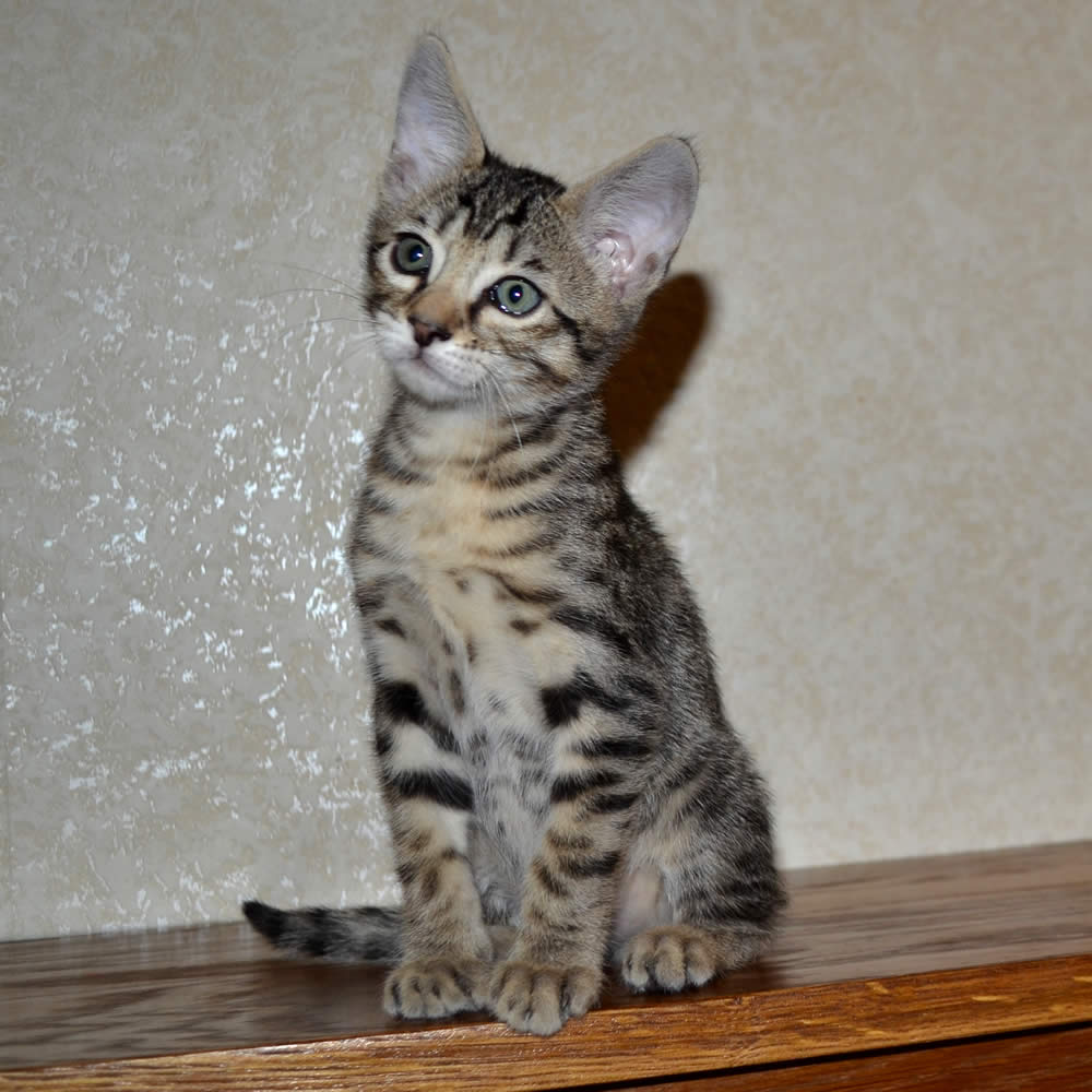 54 Best Pictures Cats For Sale Mn : F6 Savannah Kittens for Sale Amanukatz Savannah Cats Ohio ...