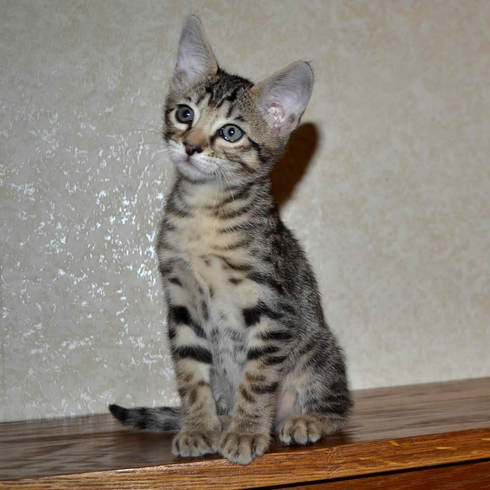 F6 Savannah Kittens for Sale Amanukatz Savannah Cats Ohio ...