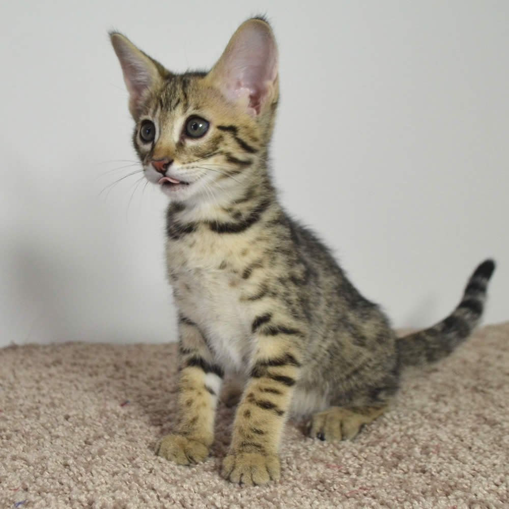F2 Savannah Kittens Available in Ohio Savannah Cats Call 419 533 3719