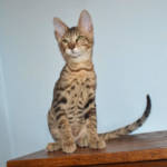 F6 Savannah kittens