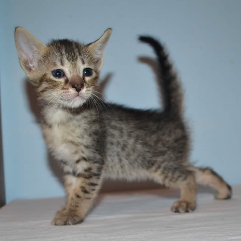 37 Savannah Kittens For Sale Stock