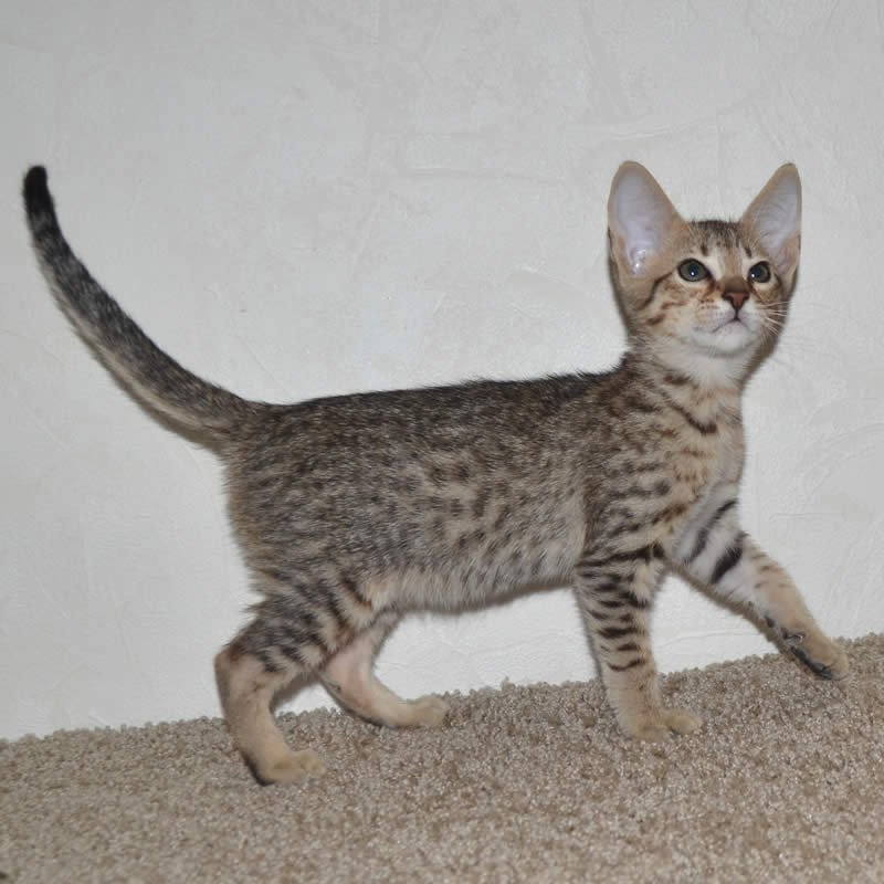 F5 Savannah Kittens Available Savannah Kittens for Sale Generation F5