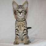 f2-savannah-kittens-twsg2kl