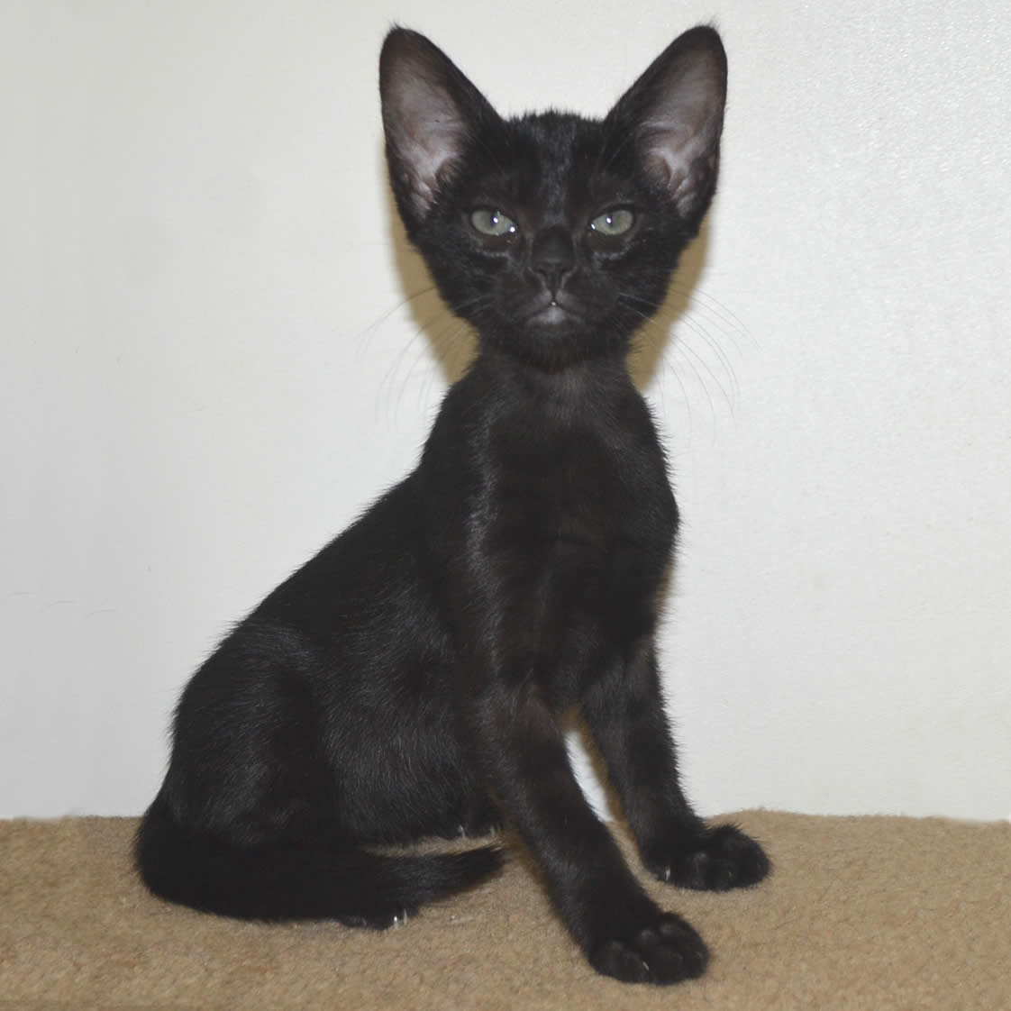 F6 Savannah Kittens for Sale Amanukatz Savannah Cats Ohio ...
