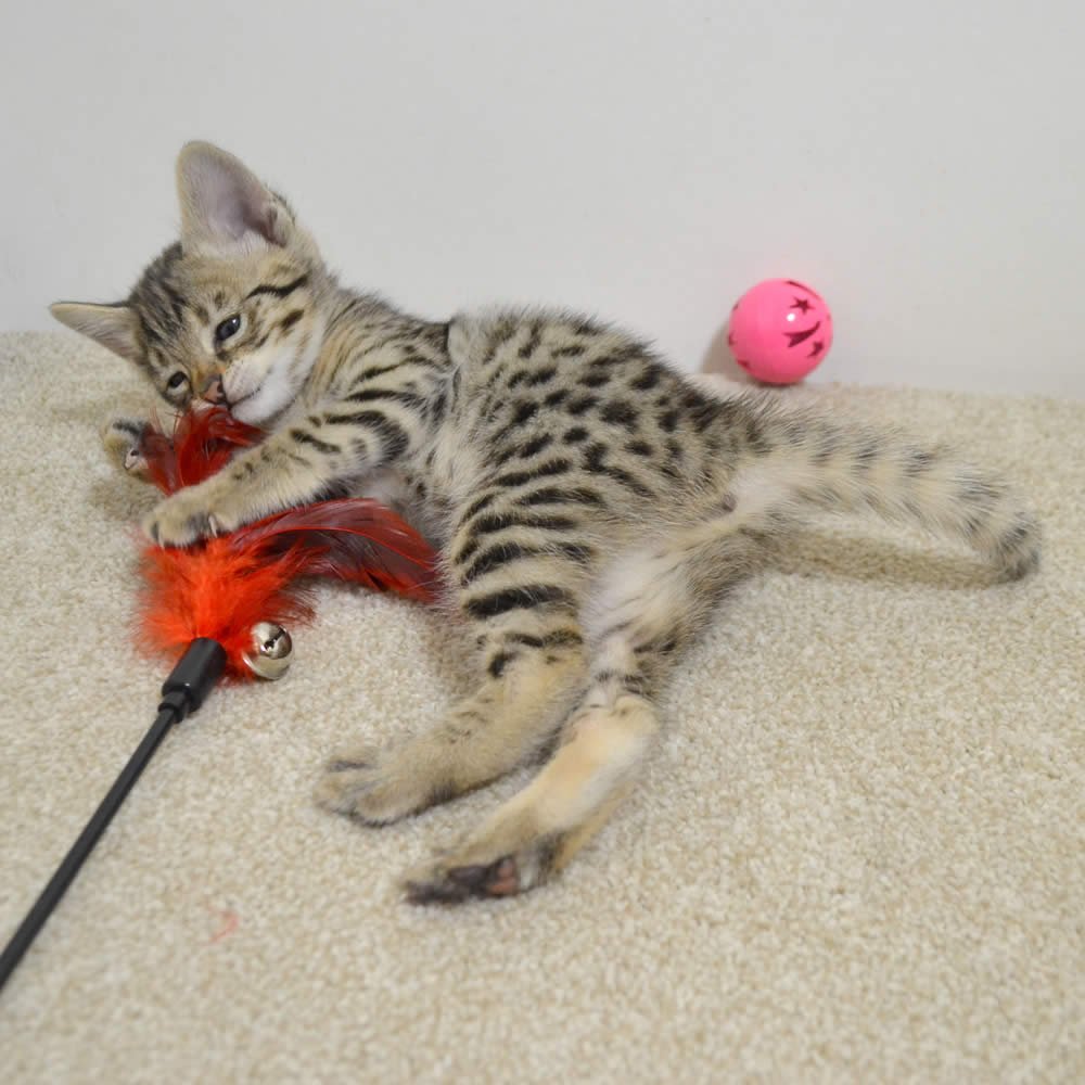 F2 Savannah Kittens Available in Ohio Savannah Cats Call 419 550 1265