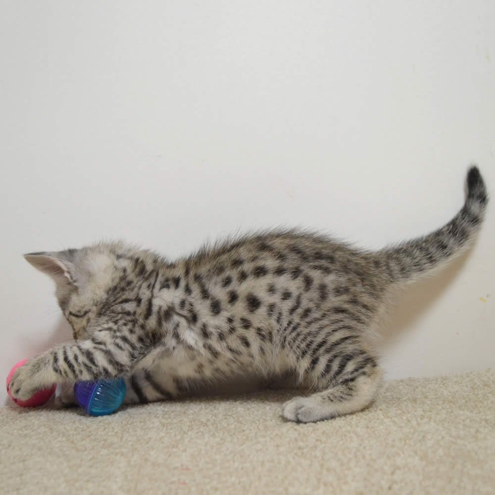 F2 Savannah Kittens Available in Ohio Savannah Cats Call 419 550 1265