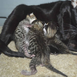 savannah kittens ad1