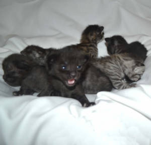 savannah-kittens-sh1