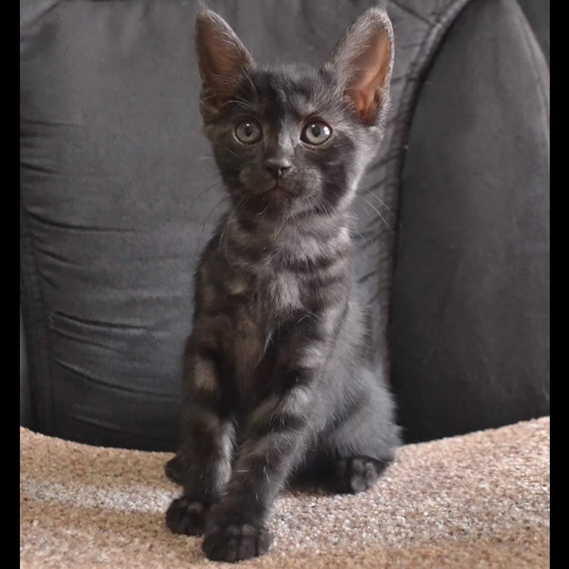 F6 Savannah Kittens for Sale Amanukatz Savannah Cats Ohio ...