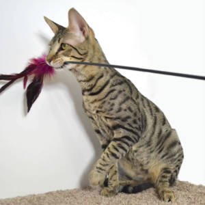 Savannah Cat Prices F6