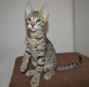 Savannah Cat Prices F5