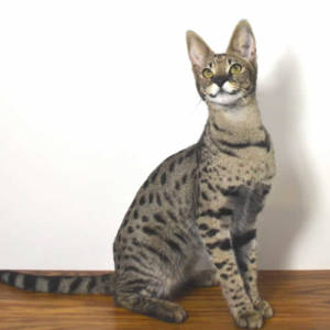 savannah cat price range