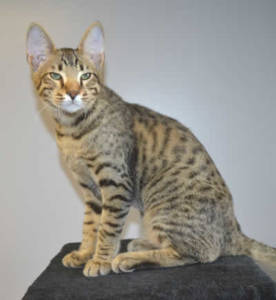 F7 Savannah Kitten