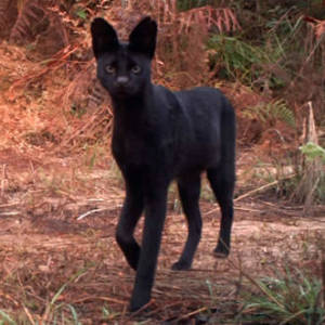 blackserval