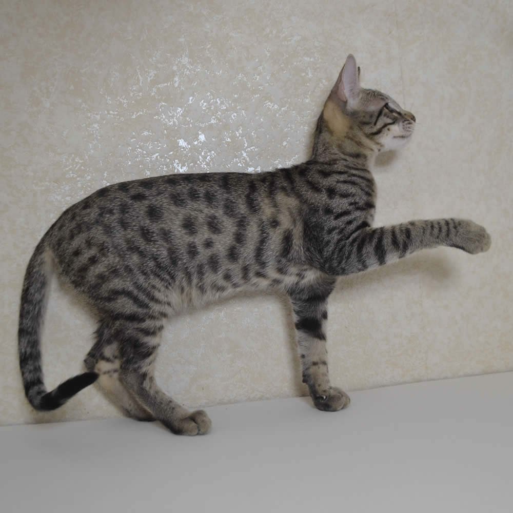 F6 Savannah Kittens for Sale Amanukatz Savannah Cats Ohio Michigan