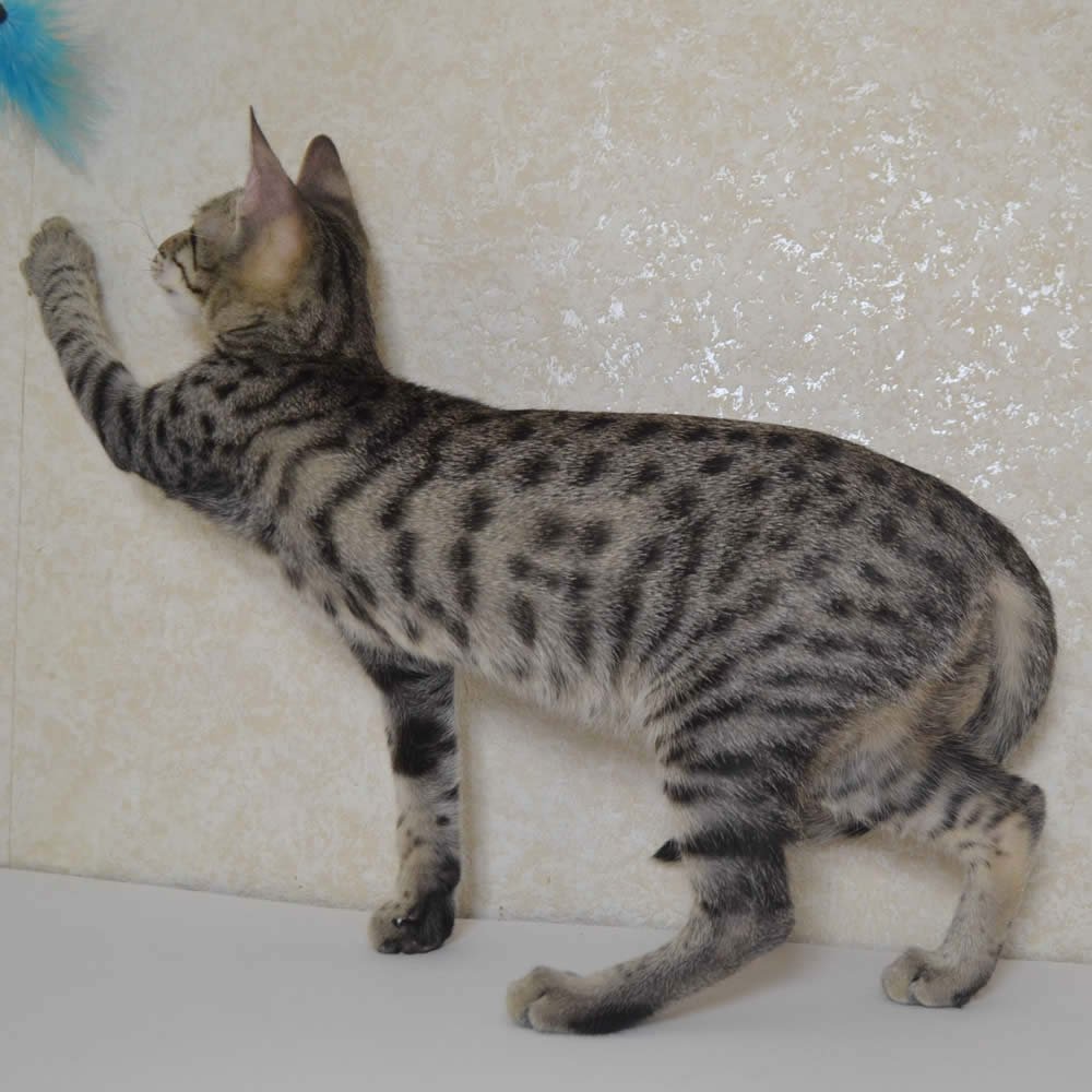 F6 Savannah Kittens for Sale Amanukatz Savannah Cats Ohio Michigan