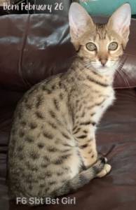 f6-savannah-kittens-nicca1