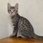 f6 savannah kittens vbt