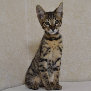 f7-savannah-kittens-kat1