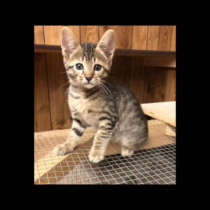 f6-savannah-kittens-cyn1