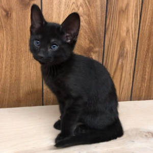 f6-savannah-kittens-cyn2
