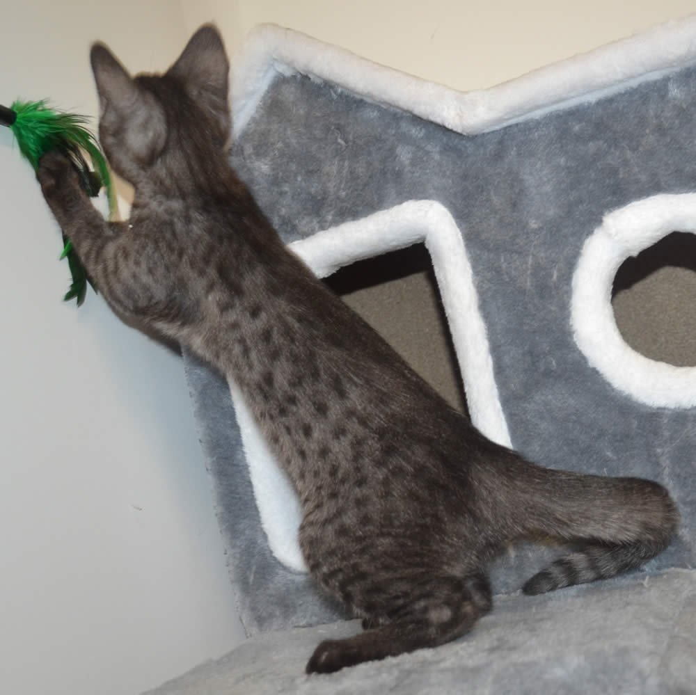 F2 Savannah Kittens Available in Ohio Savannah Cats Call 419 550 1265