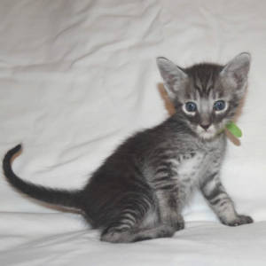 f5-savannah-kittens-greenboyfb