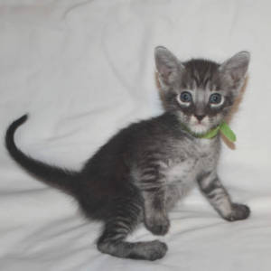f5-savannah-kittens-greenboyfc