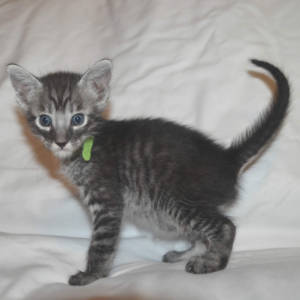 f5-savannah-kittens-greenboyfd
