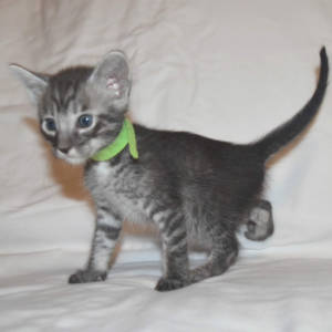 f5-savannah-kittens-greenboyfe