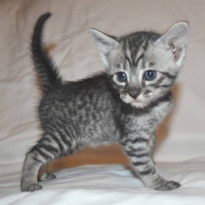 f5-savannah-kittens-purplegirlOfa