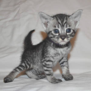f5-savannah-kittens-purplegirlOfb