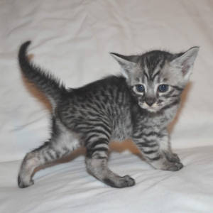 f5-savannah-kittens-purplegirlOfc
