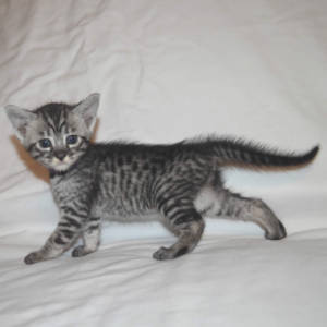 f5-savannah-kittens-purplegirlOfd
