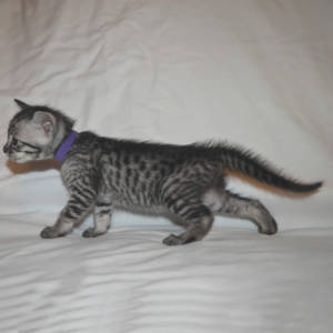 f5-savannah-kittens-purplegirlOfe