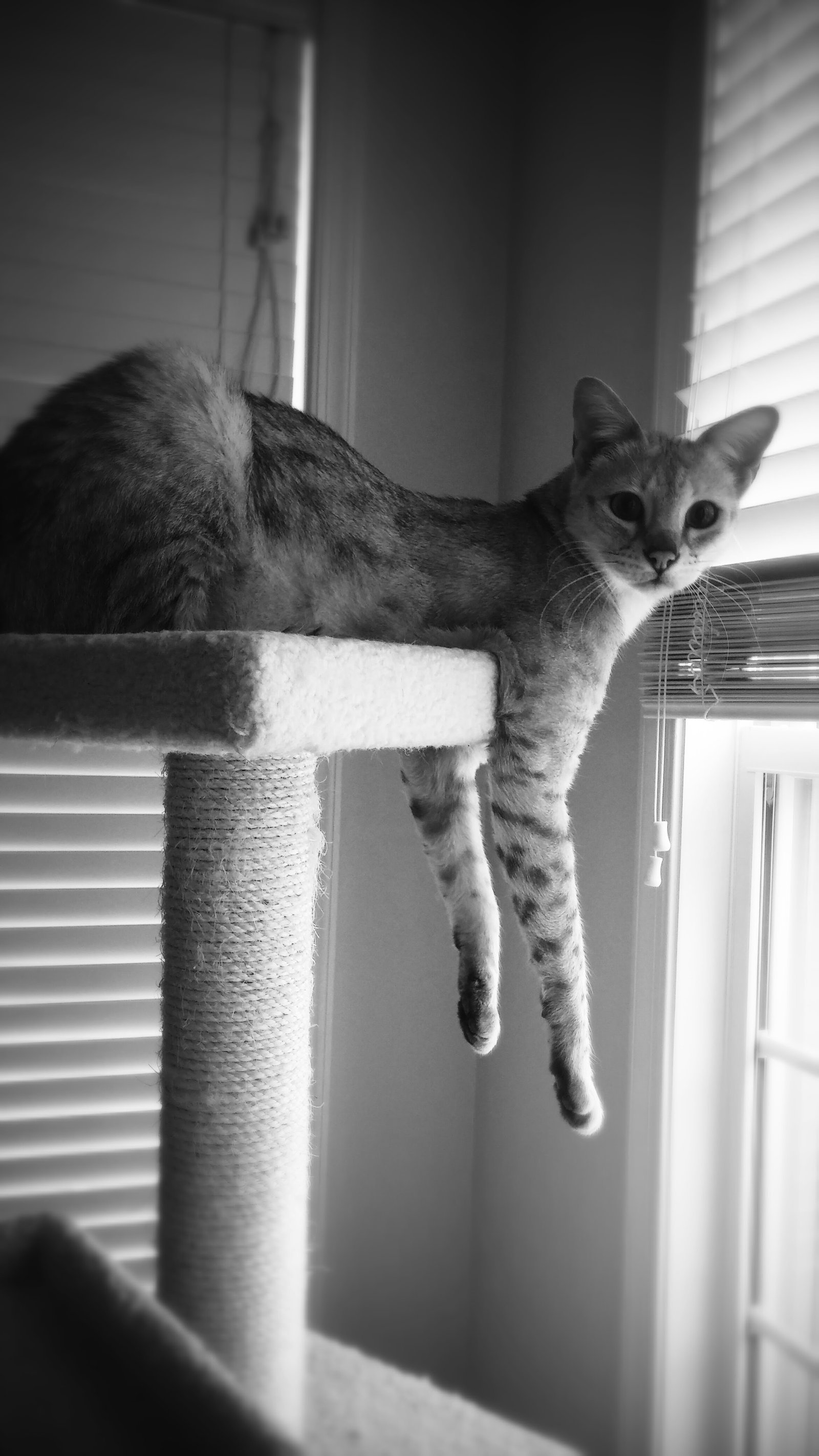 Adult Savannah Cats Available Older Savannah Kittens And