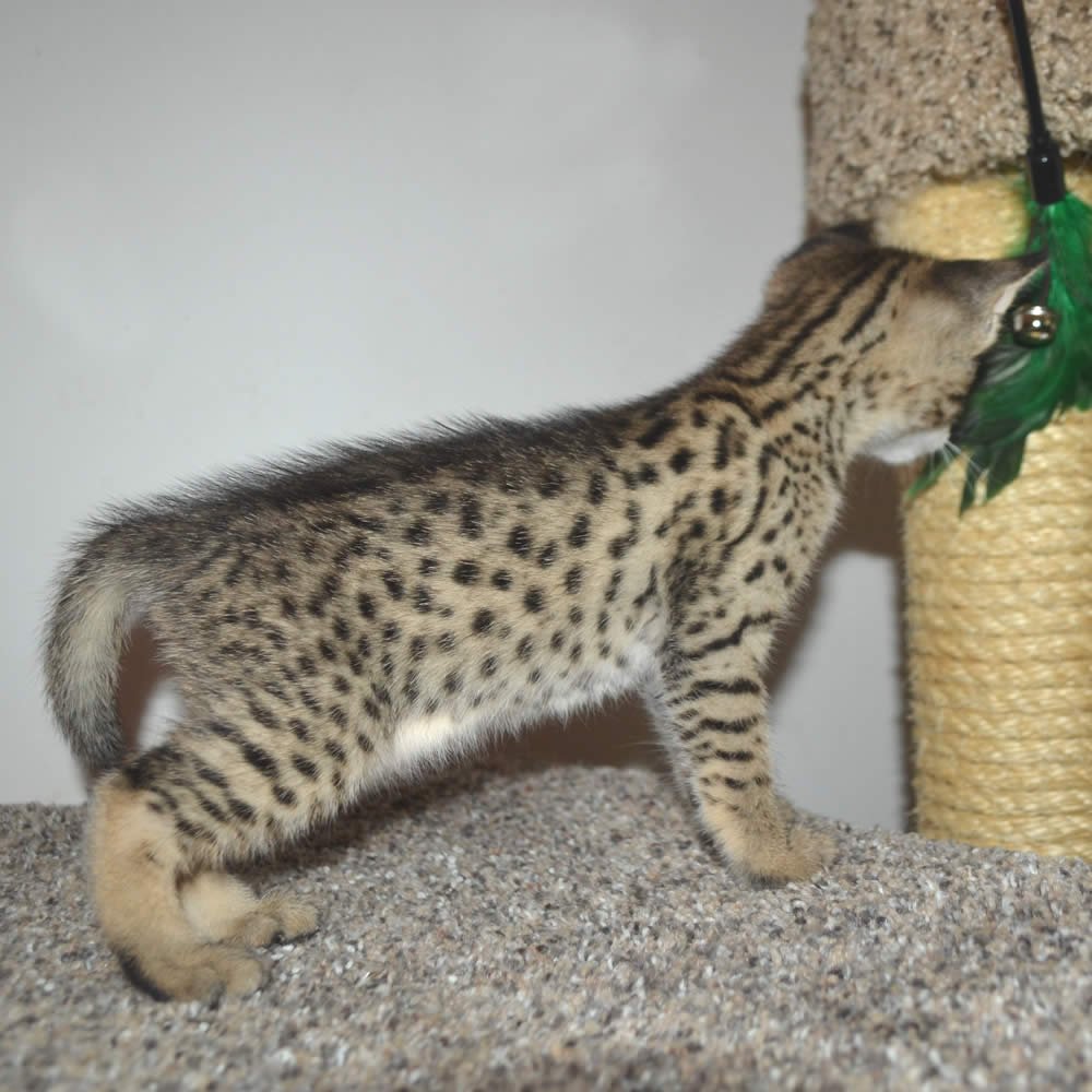 F2 Savannah Kittens Available in Ohio Savannah Cats Call 419 550 1265
