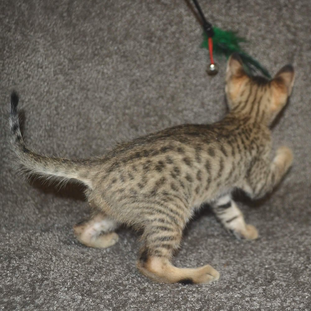 F6 Savannah Kittens for Sale Amanukatz Savannah Cats Ohio Michigan