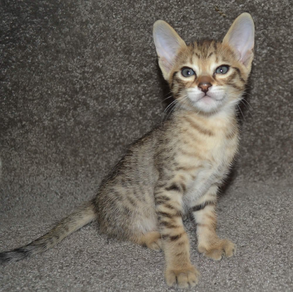 F6 Savannah Kittens for Sale Amanukatz Savannah Cats Ohio Michigan