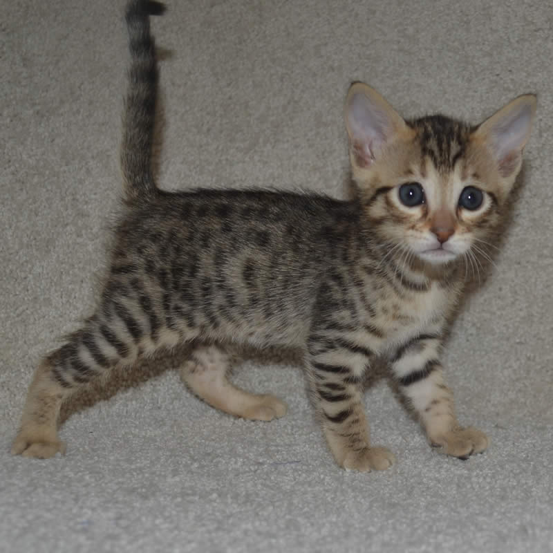 17 Best Photos F5 Savannah Cat For Sale - F1 F2 F3 F4 F5 Savannah Cats For Sale Kitten Breeders Tx Savannah Kitten Savannah Cat For Sale Savannah Kittens For Sale