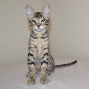 Savannah Cat for Sale, Savannah Kittens Available