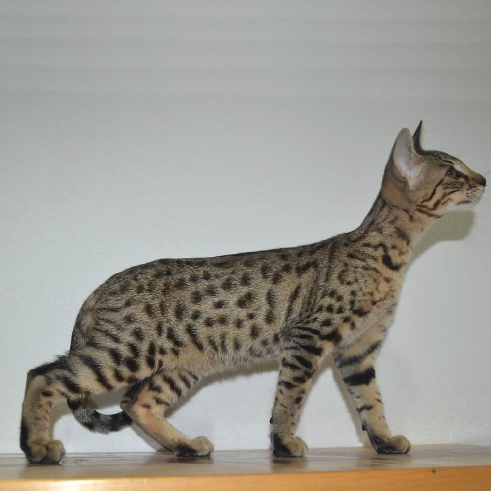 F6 Savannah Kittens for Sale Amanukatz Savannah Cats Ohio Mi and Pa